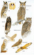 Birds of Argentina and South-west Atlantic - Pearman, M. 2020